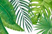 Tropical Leaves, a Texture Illustration by Elly Studio (Thumbnail 2 of 7)
