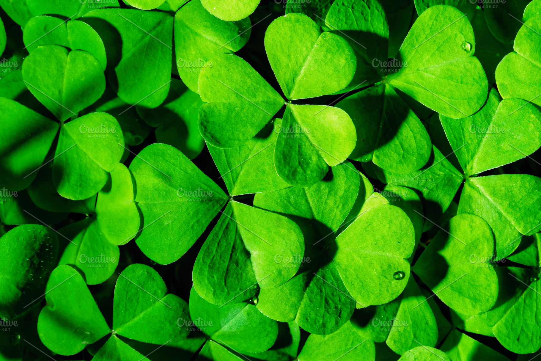 Green clover leaves illuminated by bright sunlight. Fresh shamrock foliage back, a Nature Photo by Eugene_Photo