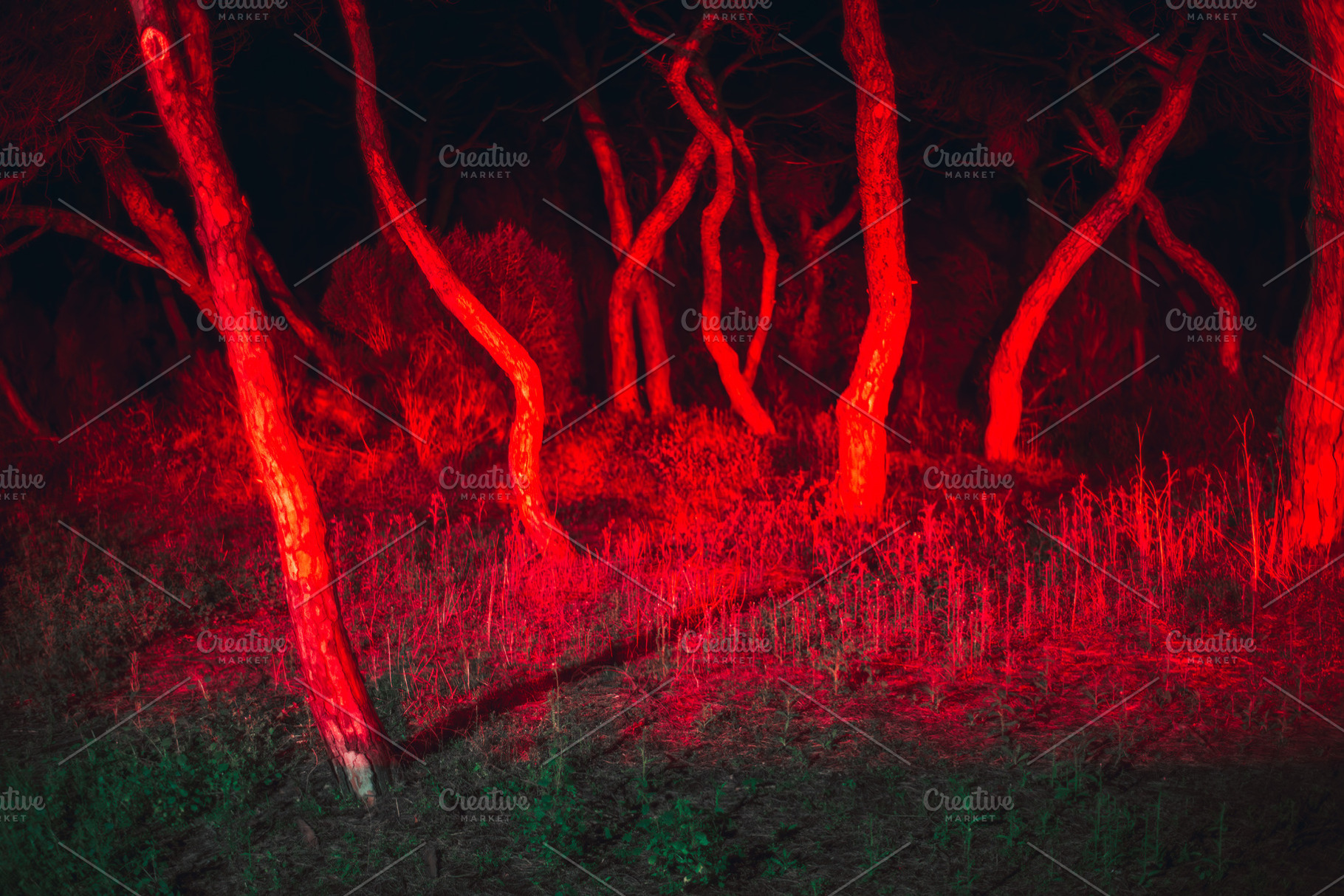 Twisted forest in red light, a Wallpaper Photo by SkyNext