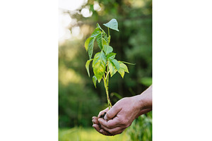 Planting young pepper plants in home, a Nature Photo by HalfPoint