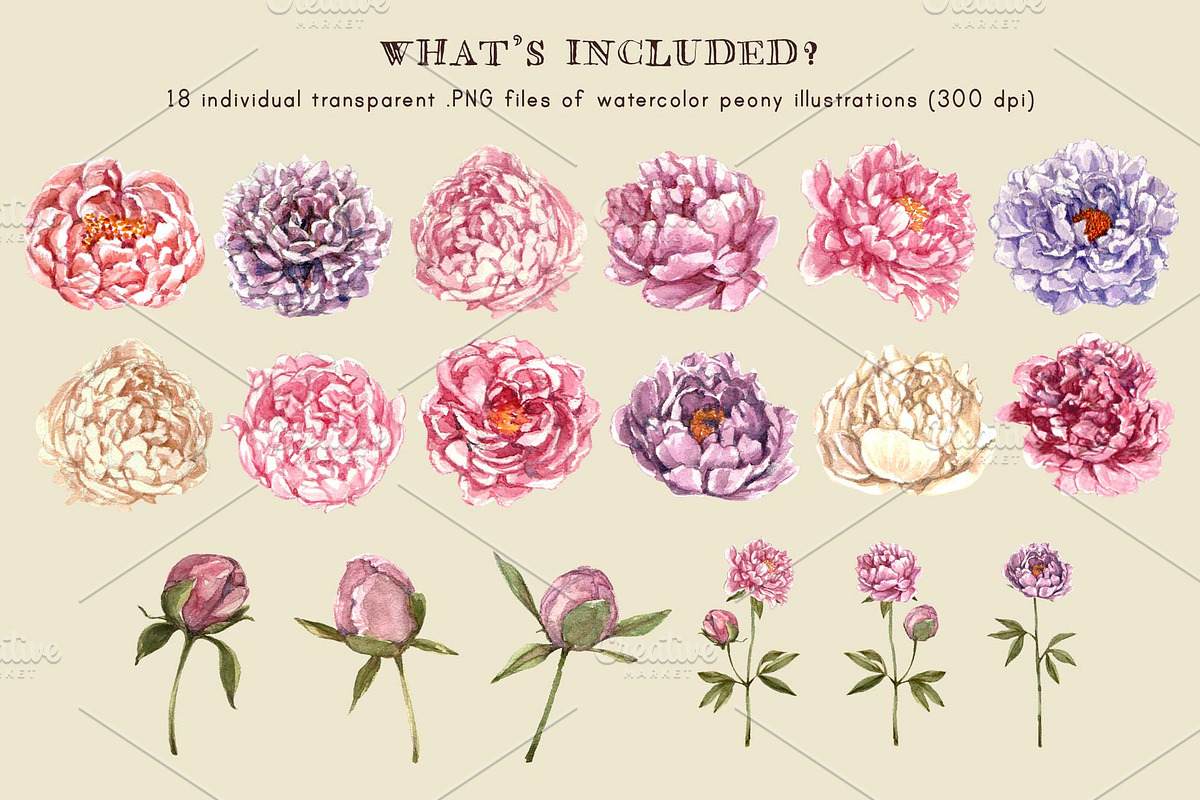 Watercolor Peonies & Foliage, an Illustration by Cynthia Arre (Photo 5 of 7)