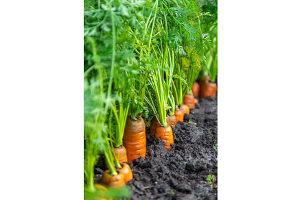 Carrot harvest in the garden, a Food & Drink Photo by yanadjana