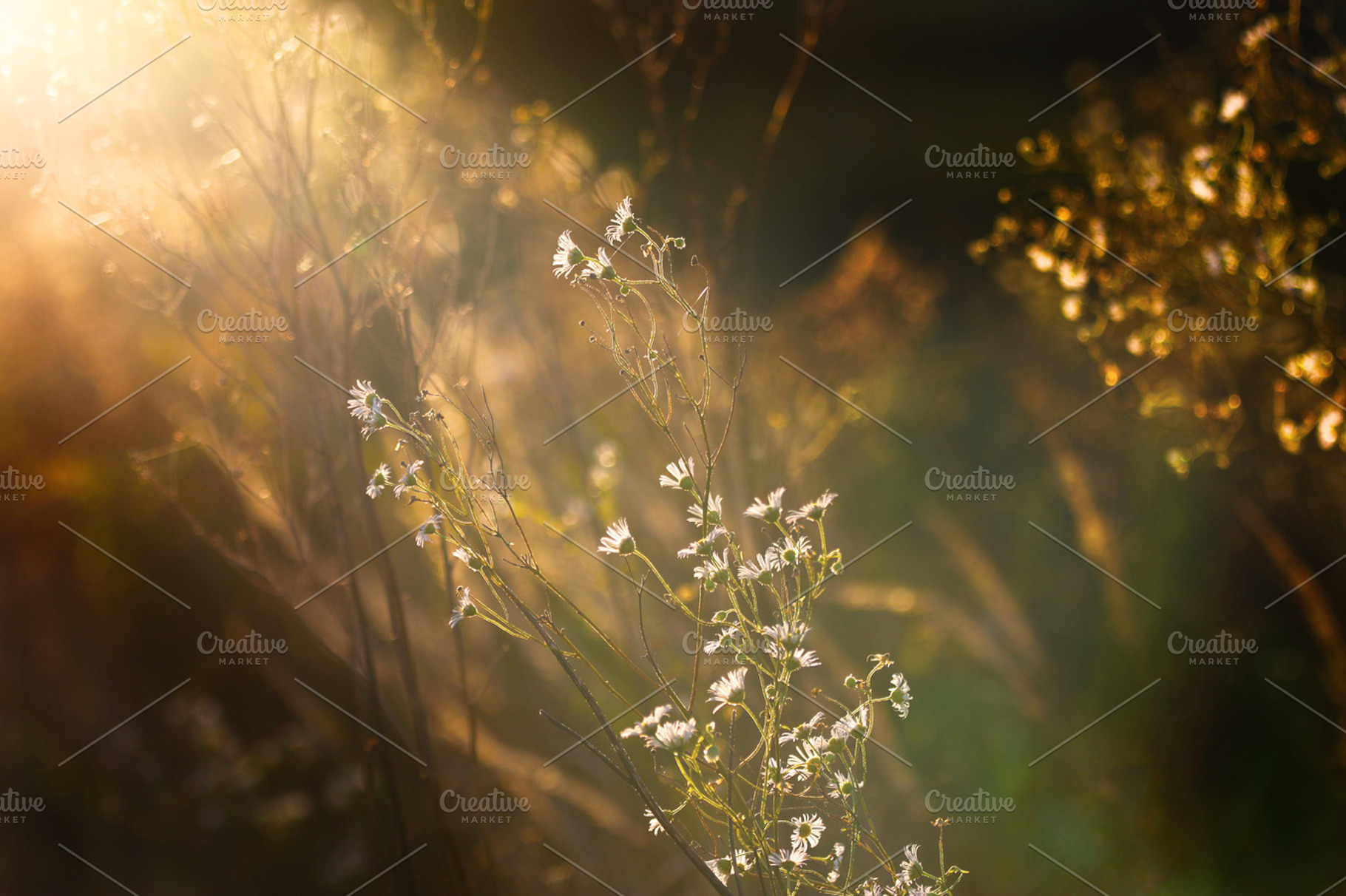 summer meadow flowers, a Nature Photo by Tomas Luka
