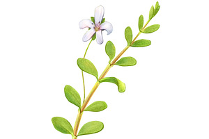 Bacopa Botanical Illustration Set