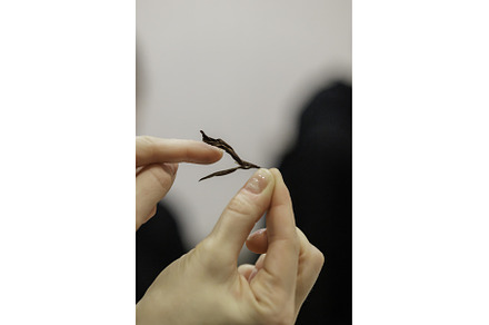 A Hand Holding a Delicate, Beautiful, a Technology Photo by Media Whale Stock