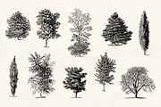 Trees - Vintage Illustrations Set, an Illustration by Graphic Goods (Thumbnail 5 of 10)