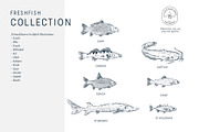 The Freshwater Fish Collection, an Animal Illustration by dicreate (Thumbnail 4 of 6)