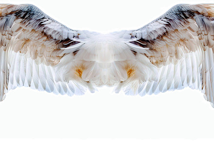 Wings on white background  , Generat, a Photo by LOGOCREATIVE