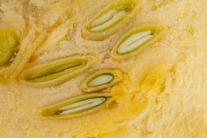 Slice natural yellow-orange ripe pumpkin or zucchini, slicing ripe zucchini on, a Photo by rsoollAI