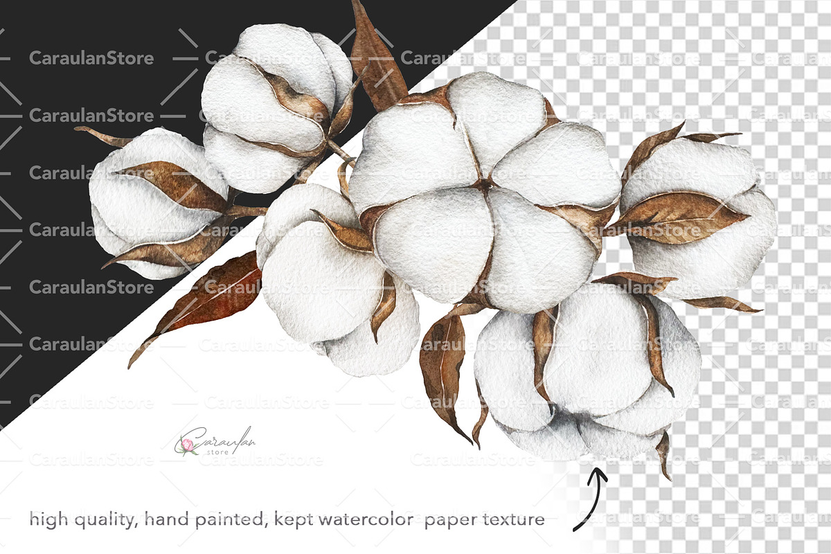 Cotton Plant Watercolor, an Object Illustration by CaraulanStore (Photo 7 of 10)