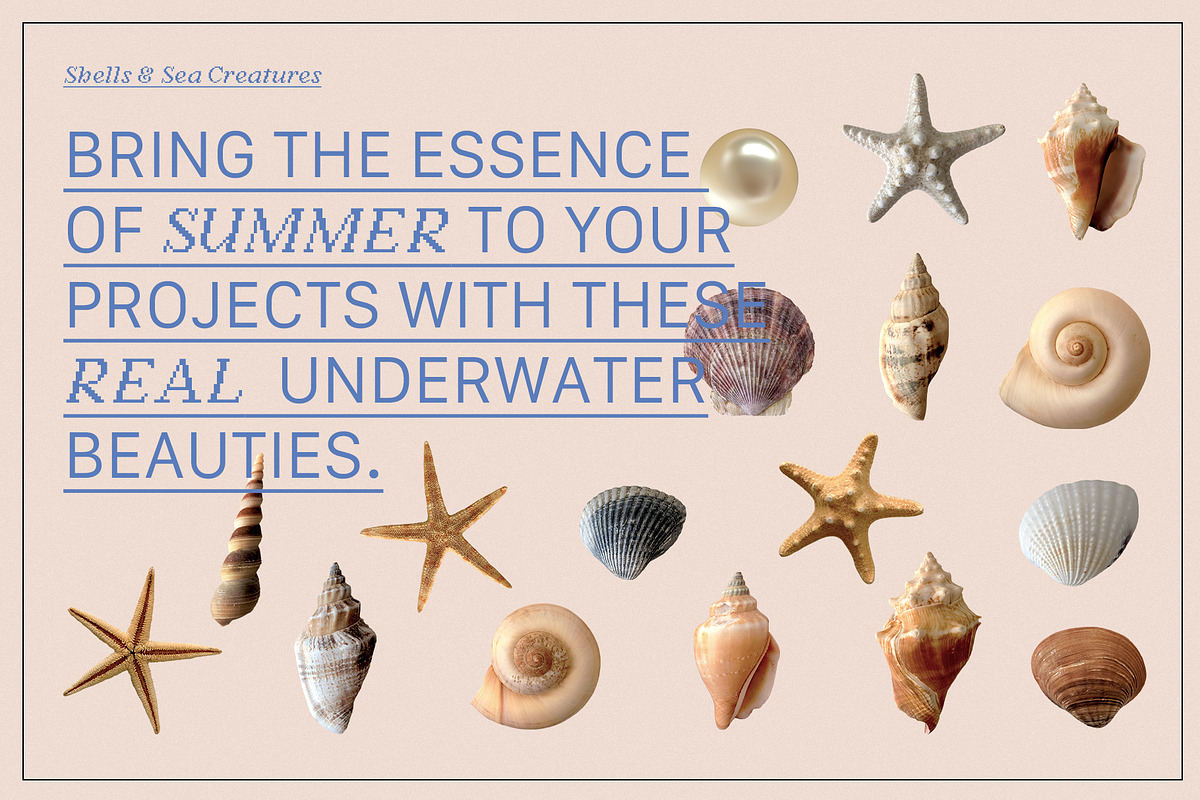BRISA MARINA Seashells & Collage, an Object Graphic by Desert Poetic (Photo 3 of 5)