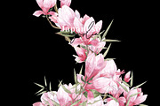 Magnolia & Cranes | Tropical Japan, an Illustration by January Bloom (Thumbnail 8 of 17)