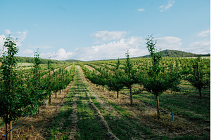 Rows of fruit trees growing in well, a Nature Photo by HalfPoint