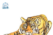 REALISTIC TIGER WATERCOLOUR CLIPART, an Animal Illustration by LilyBoo Clipart (Thumbnail 2 of 5)