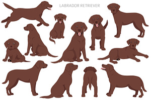 Labrador Retriever Clipart