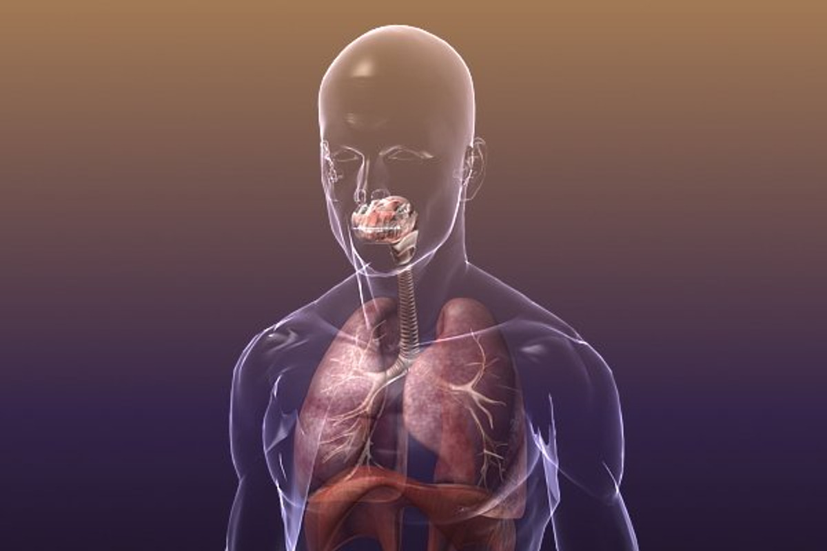 Respiratory System Lungs Body, a Characters & Person 3D Model by VisualCG (Photo 1 of 5)