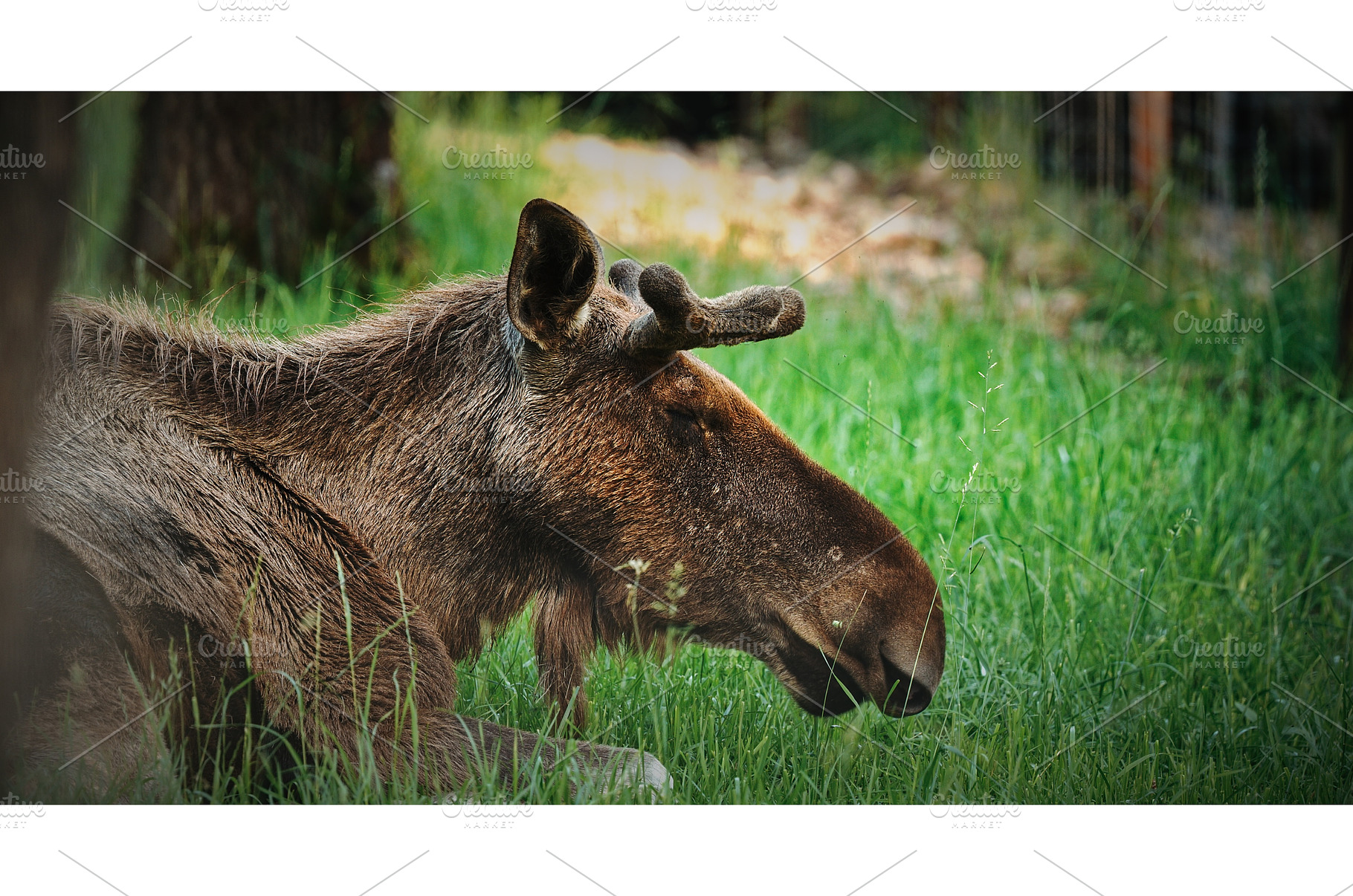 Resting Moose with Antlers in, an Animal Photo by Our Amazing World