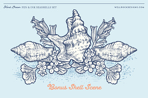 Sea Shells Vector Beach Bonus