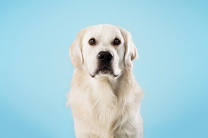 Portrait of healthy labrador dog looking at camera isolated over blue studio ba, a Photo by Prostock-Studio
