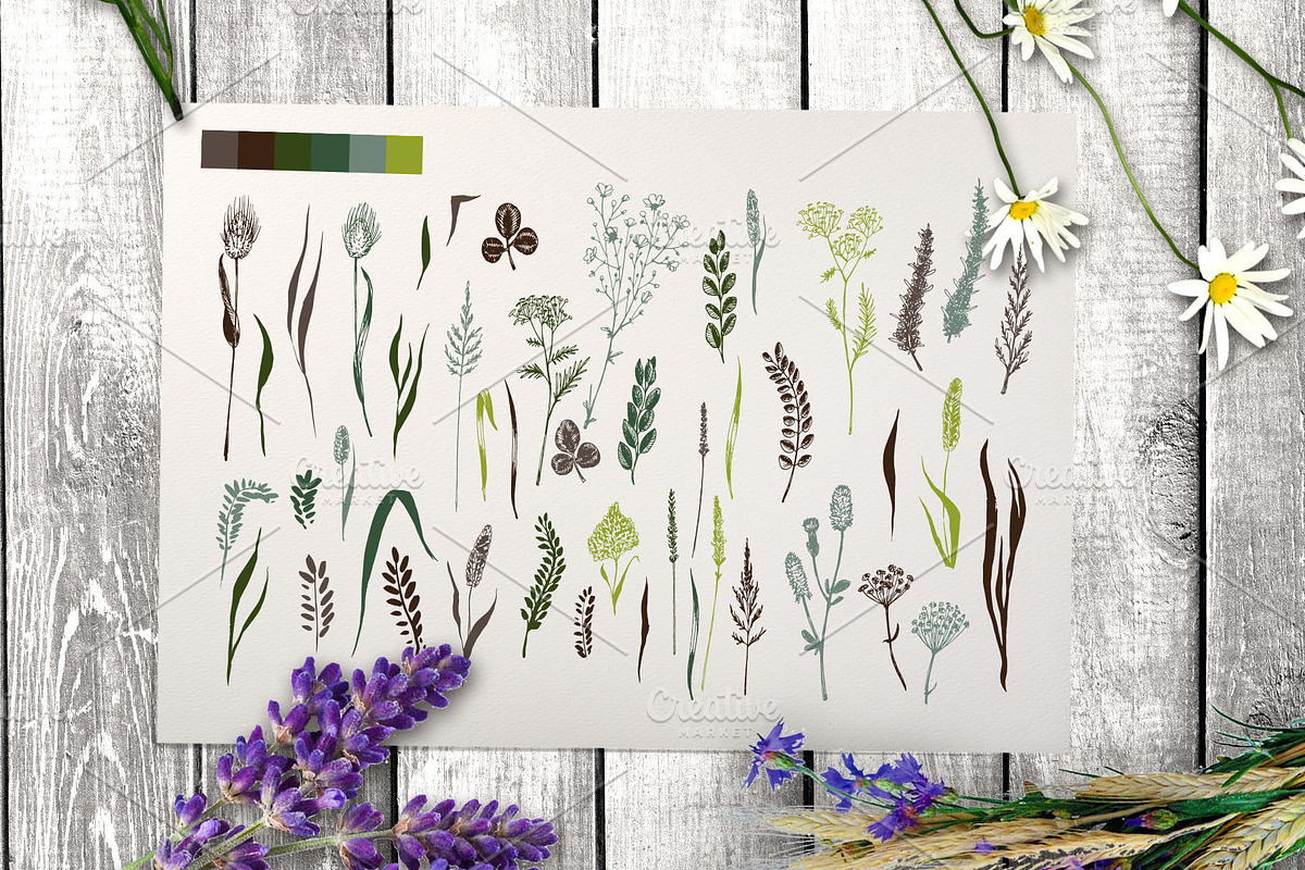 Wild field herbs. Botanical set., a Healthcare Illustration by Alena Kaz (Photo 11 of 12)