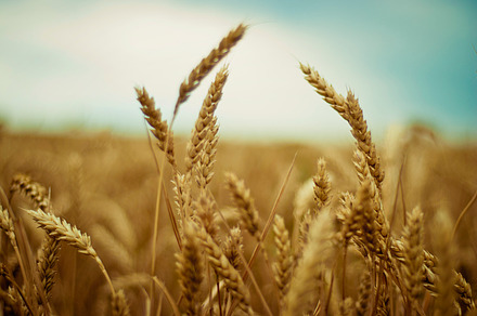 Young Wheat Featuring Wheat Ears Young And Green preview 6