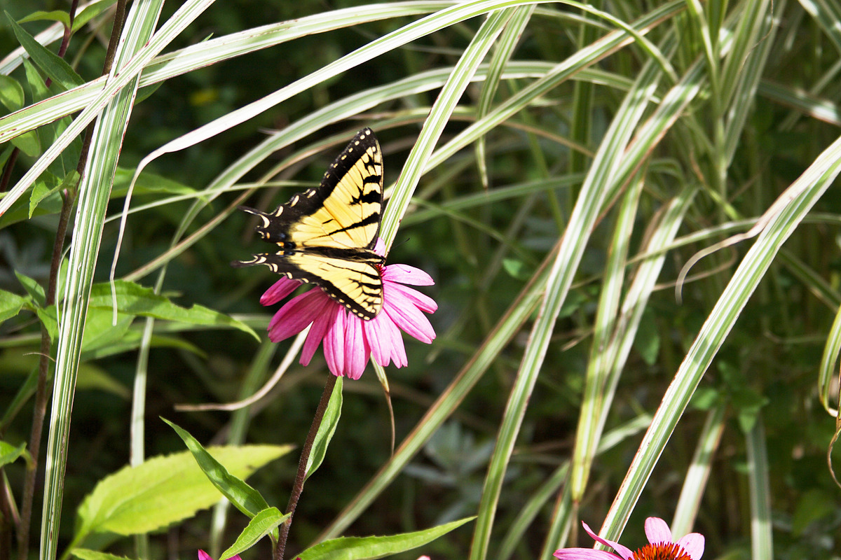 Summer Garden Collection, a Photo by Paper City Design (Photo 4 of 21)