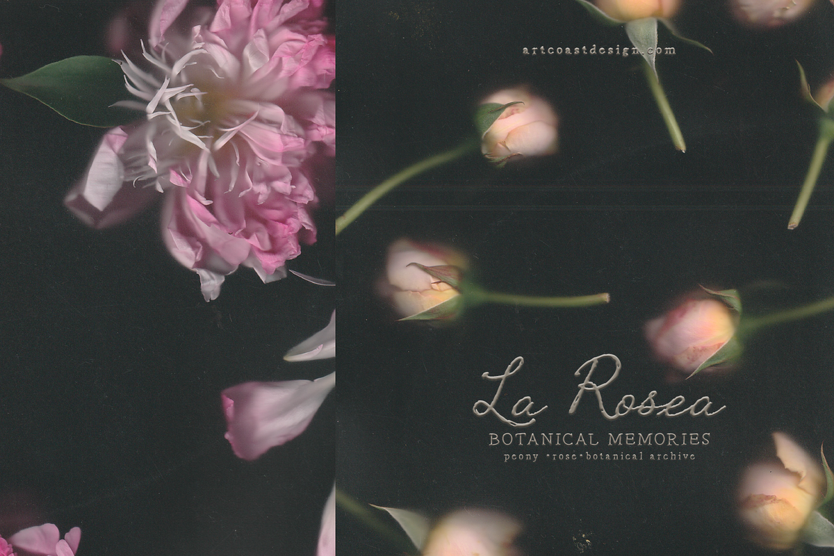 La Rosea — Botanical Floral Ephemera, a Background Graphic by nadispasibenko (Photo 7 of 8)