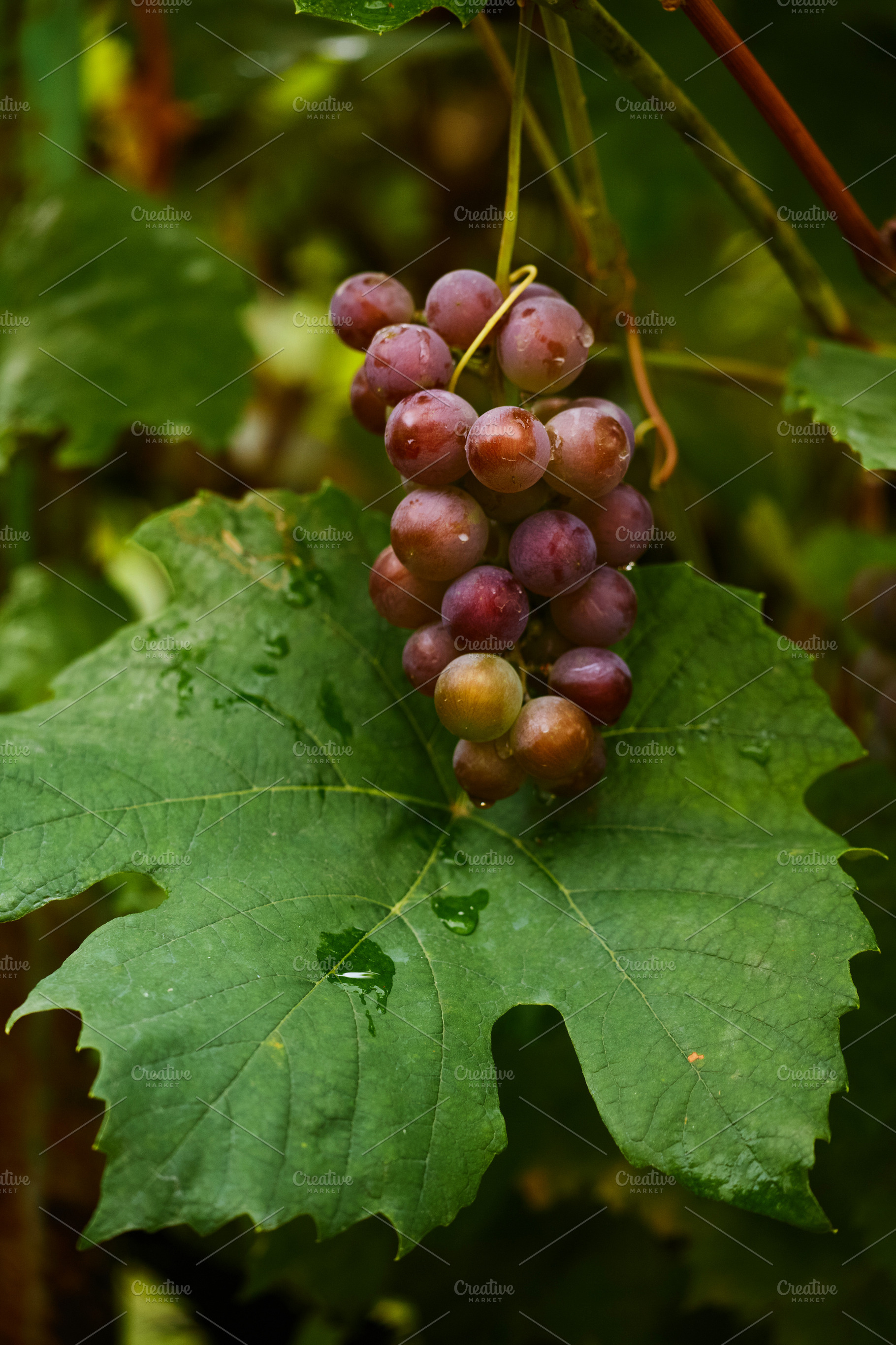 Ripe red grapes cluster hanging above large green leaf vertical photo. Vertical, a Food & Drink Photo by Rohan Photography