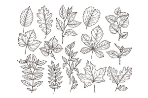 Hand Drawn Forest Leaves. Autumn