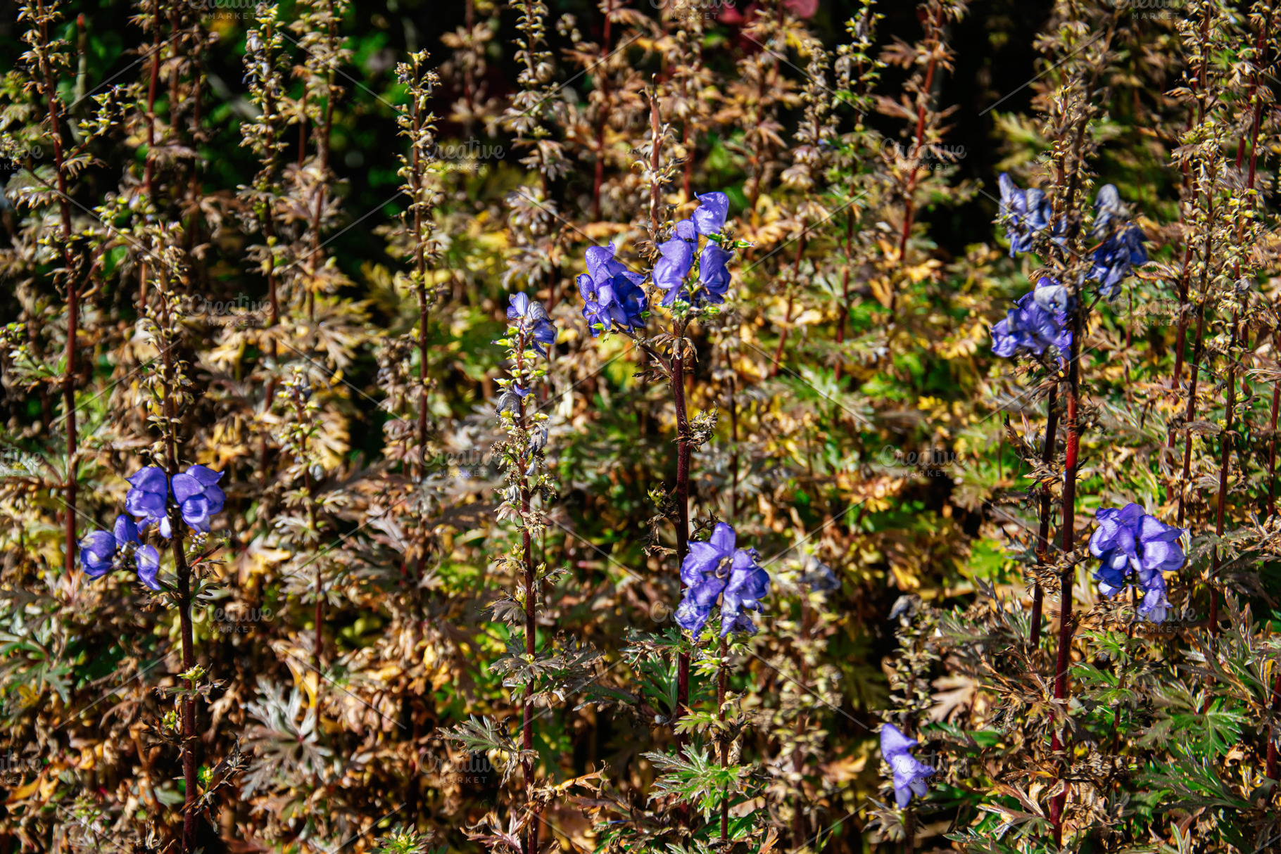 Purple wildflowers thriving in Icelandic nature with vibrant greenery and folia, a Nature Photo by AS photostudio