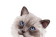 Cats and Kittens, 160 png breeds, an Animal Illustration by Dneprstock (Thumbnail 8 of 11)