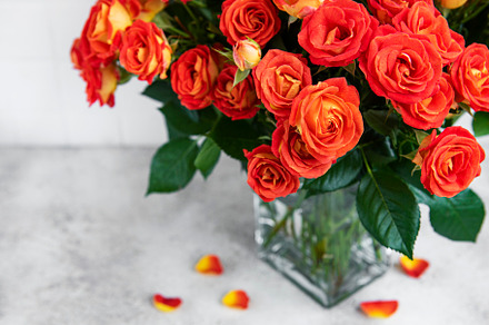 Red roses in a glass vase, a Holiday Photo by Olena Rudo