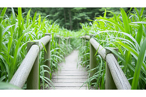 Wooden pathway through lush greenery, an Animal Photo by Lermont51