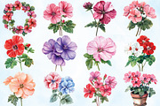 Geranium Flower Watercolor Clipart, an Illustration by Craft Nest (Thumbnail 4 of 5)