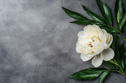 White peony flower with green leaves, a Photo by Iftikhar Alam