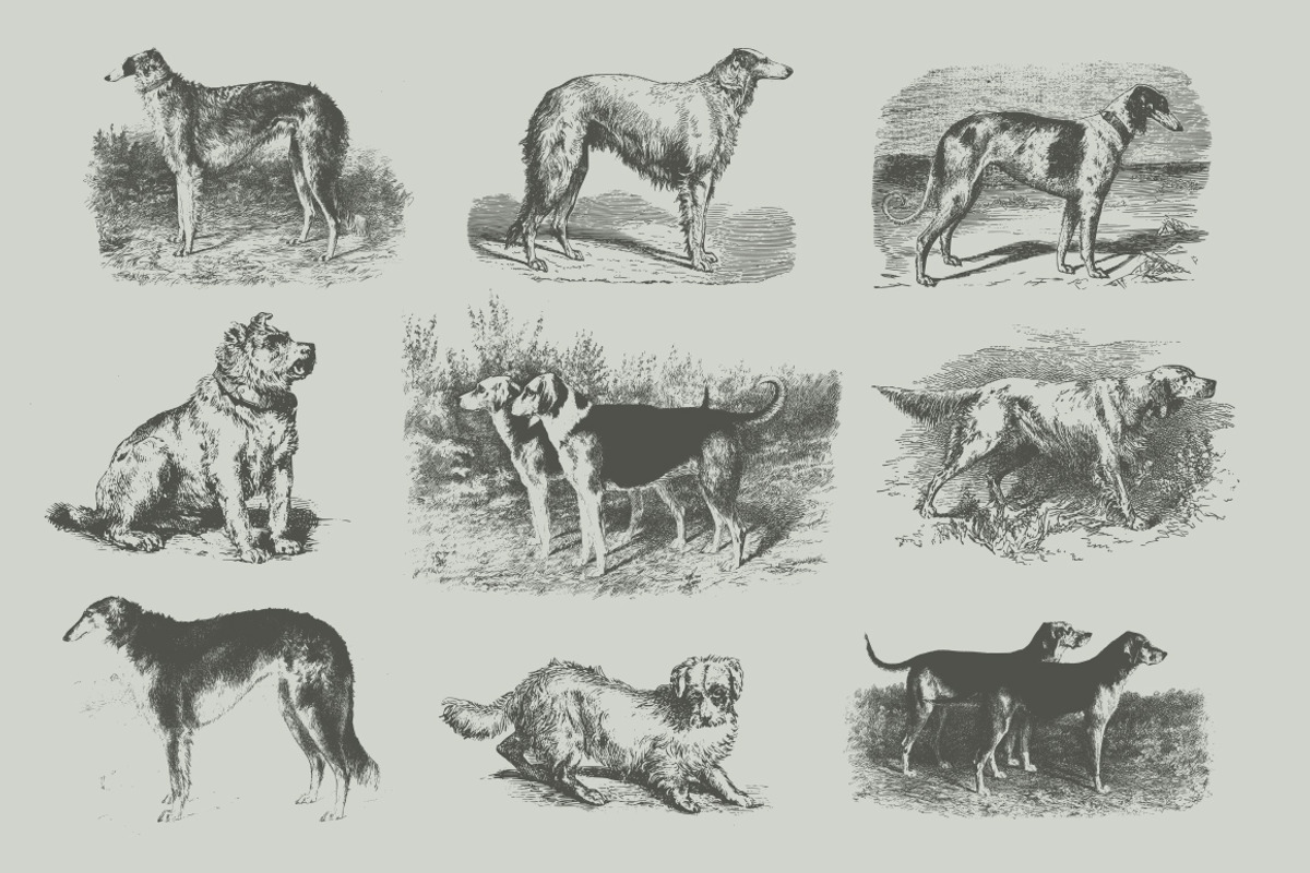 Vintage Bundle 2500+ Free Update, an Animal Illustration by Retro Machine (Photo 92 of 170)