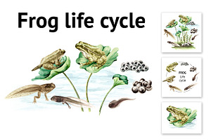 Frog Life Cycle, an Animal Illustration by Daria Ustiugova