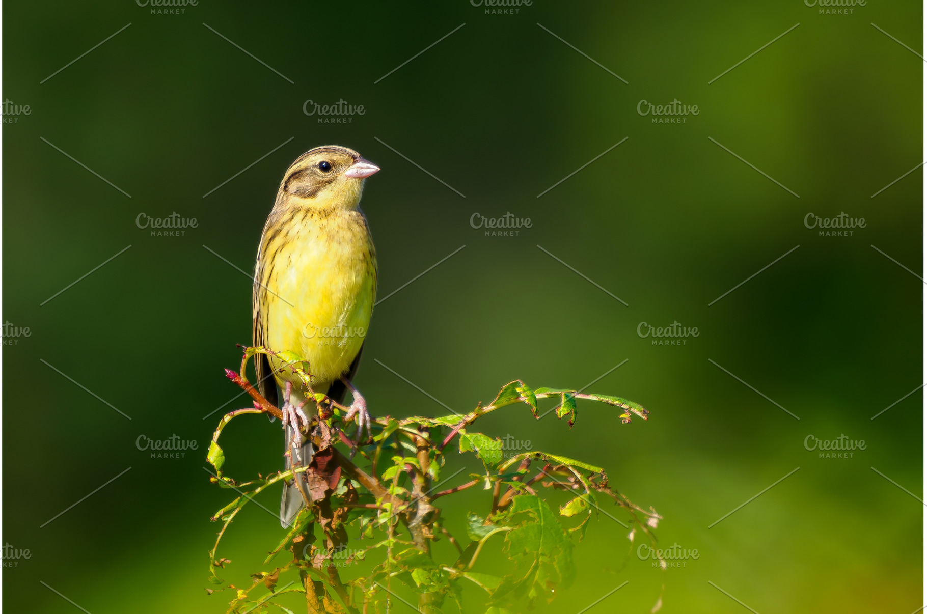 Yellow-breasted Bunting on branch, an Animal Photo by Fascinadora