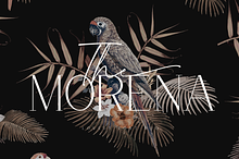 Morena Font Duo