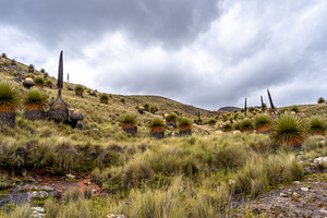 Puya Raimondi plants on the Pastoruri Glacier trek, Huaraz, Peru, a Photo by GoodGoods
