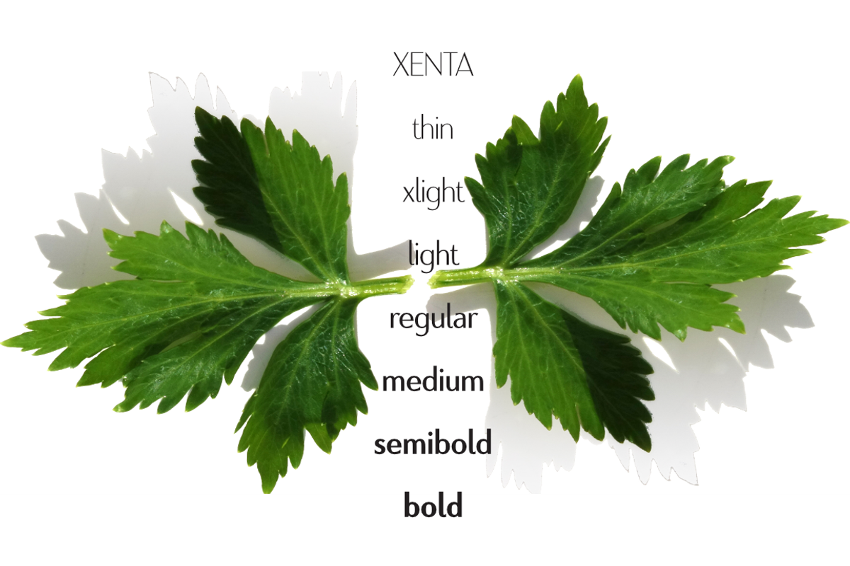 Xenta Sans fonts, a Sans Serif Font by Wiescher Design (Photo 6 of 8)