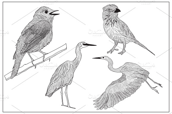 Graphic Birds