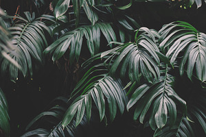 Moody monstera leaves texture