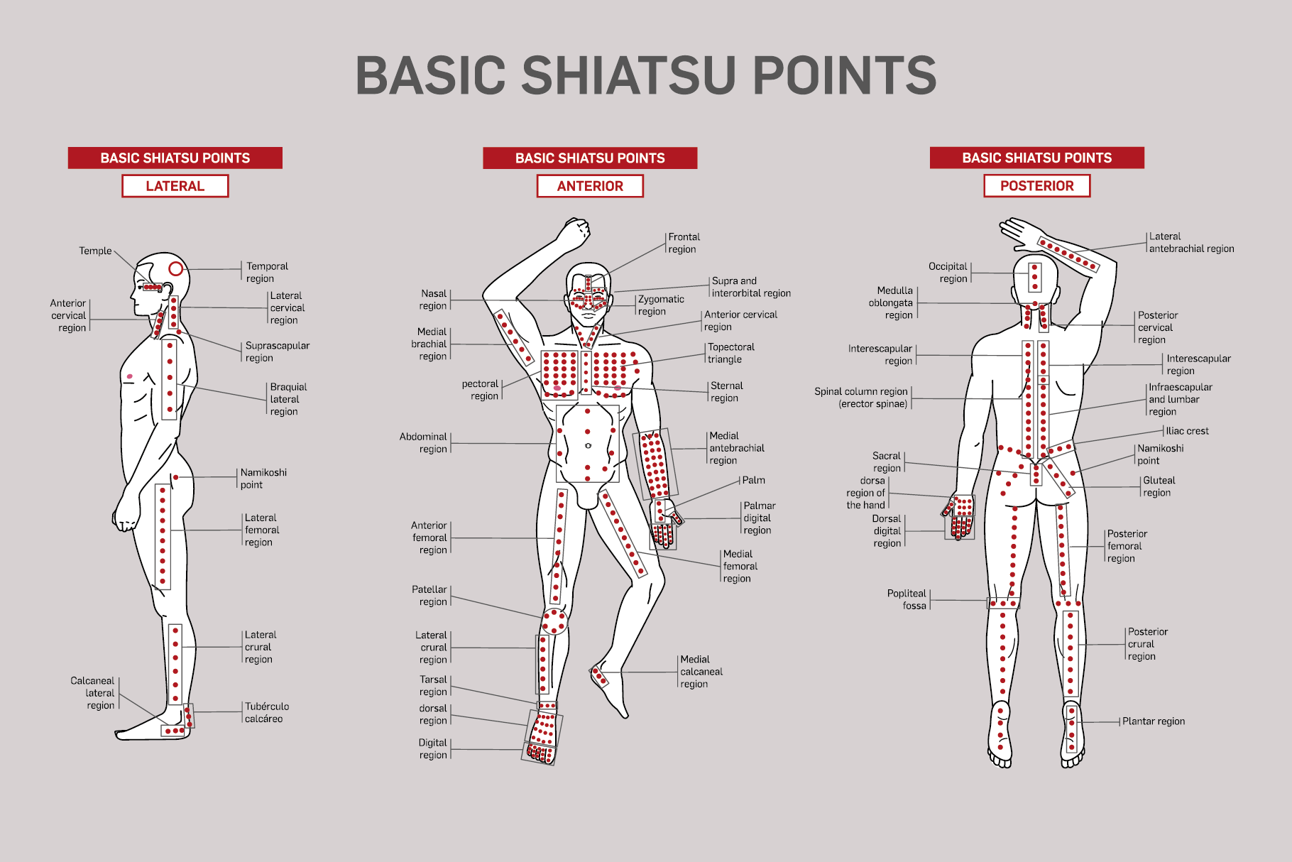 Shiatsu Chart