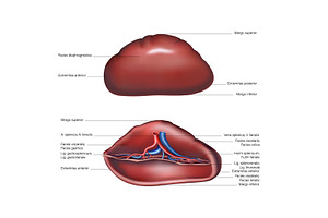 Spleen on the upper lateral ventral, a Templates & Theme by StudioVin