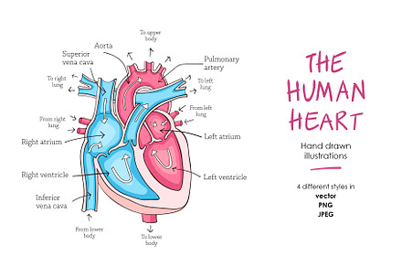 Human heart anatomy