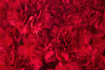 Bouquet of red flowers carnation., a Nature Photo by PhIllStudio