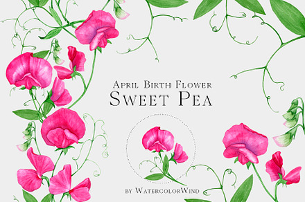 Sweet Pea Birth Month Flower Clipart