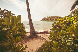 Beach with palm trees featuring beach, coconut, and landscape