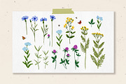 Wild herbs. Wildflowers in summer, a Decorative Illustration by irina.vaneeva (Thumbnail 5 of 8)